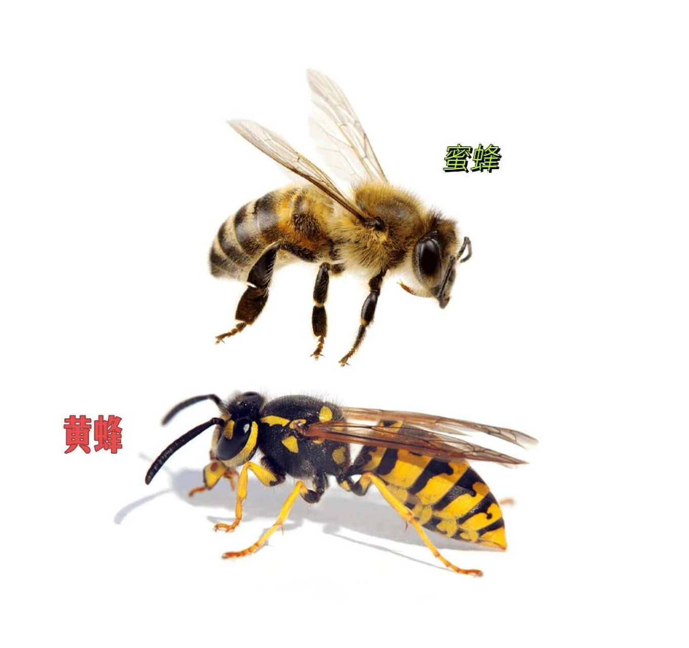 动物世界小知识:黄蜂与蜜蜂的区别 蜜蜂:身上遍布绒毛,颜色没那么鲜艳