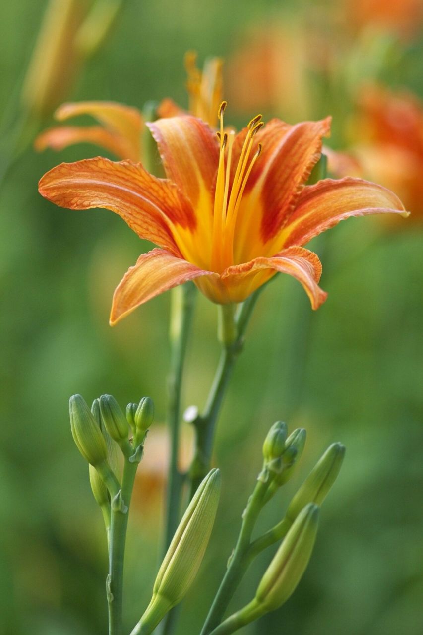 萱草/忘忧草  花色:多色 高度:40—60cm 花期:多季 花语:母亲的爱