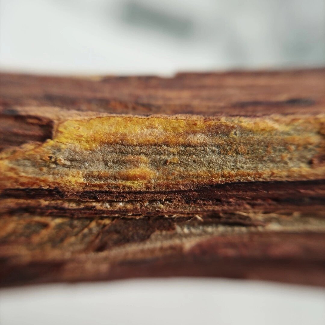 海南大叶帝王香黄药膜黄药膜降真香香材06