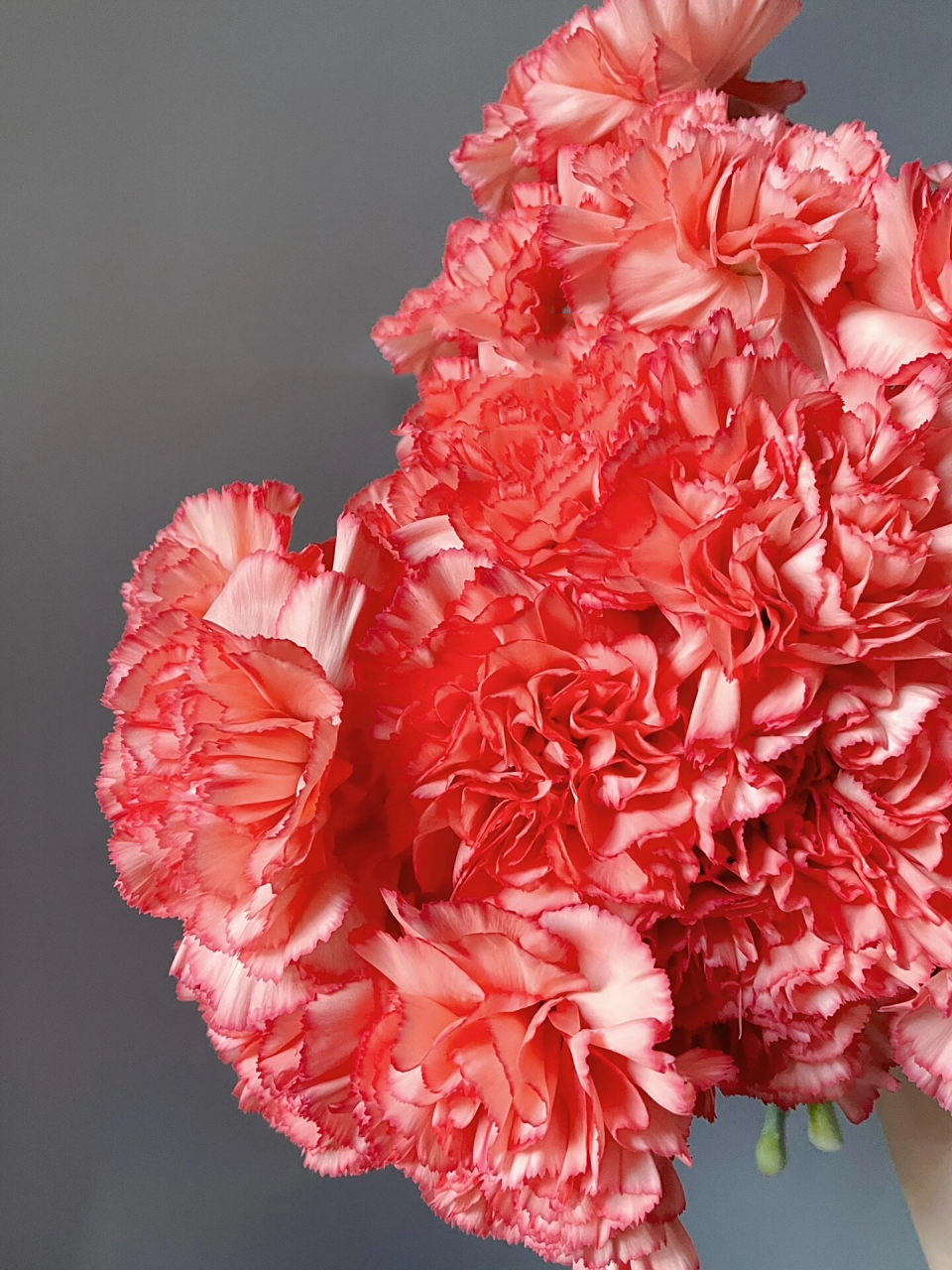 火焰——康乃馨 喜欢大花头的康乃馨