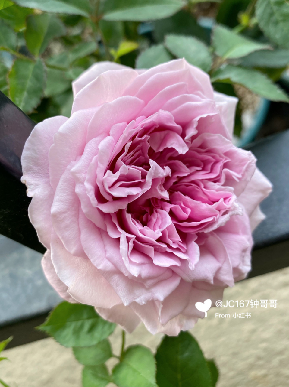 实拍|魅力绸缎 月季:魅力绸缎,河本 耐热勤花,浓香,抗病.