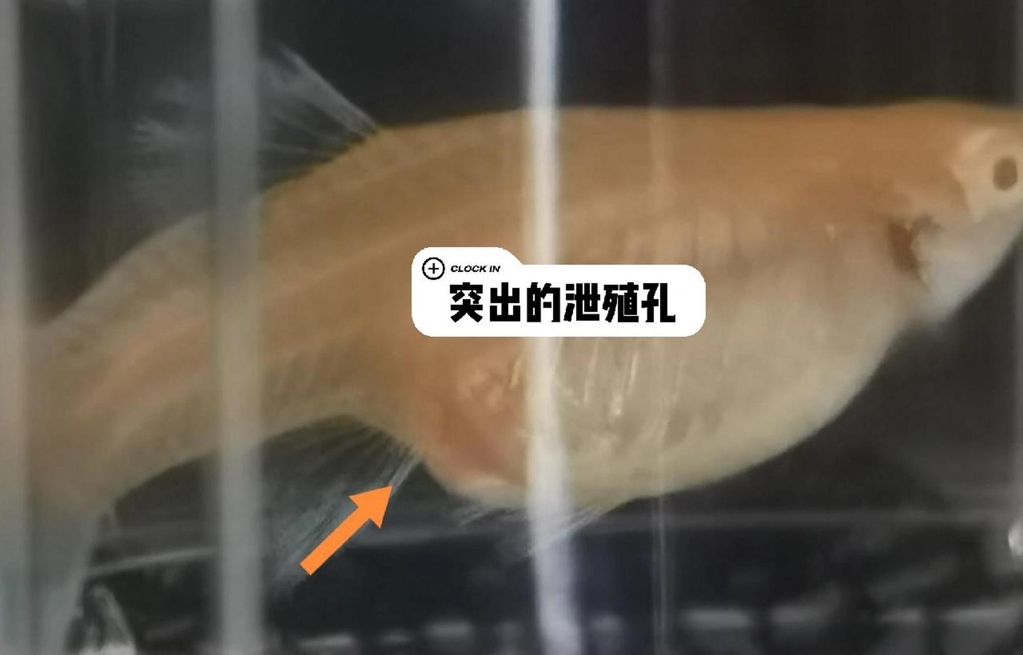孔雀鱼临产征兆 总是有铁子发现小鱼苗时,母鱼已经吃了好多了,导致有