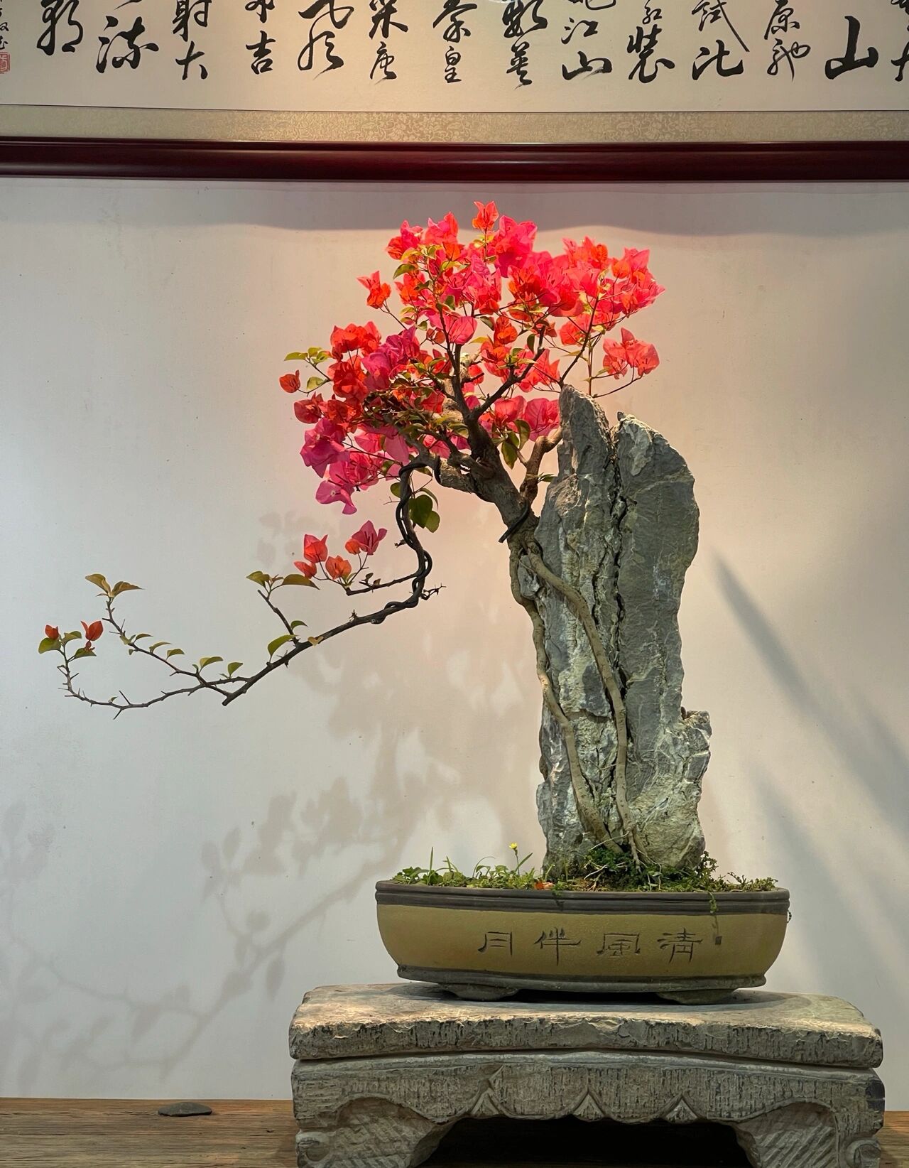 附石红花三角梅盆景 精品附石 玩家藏品