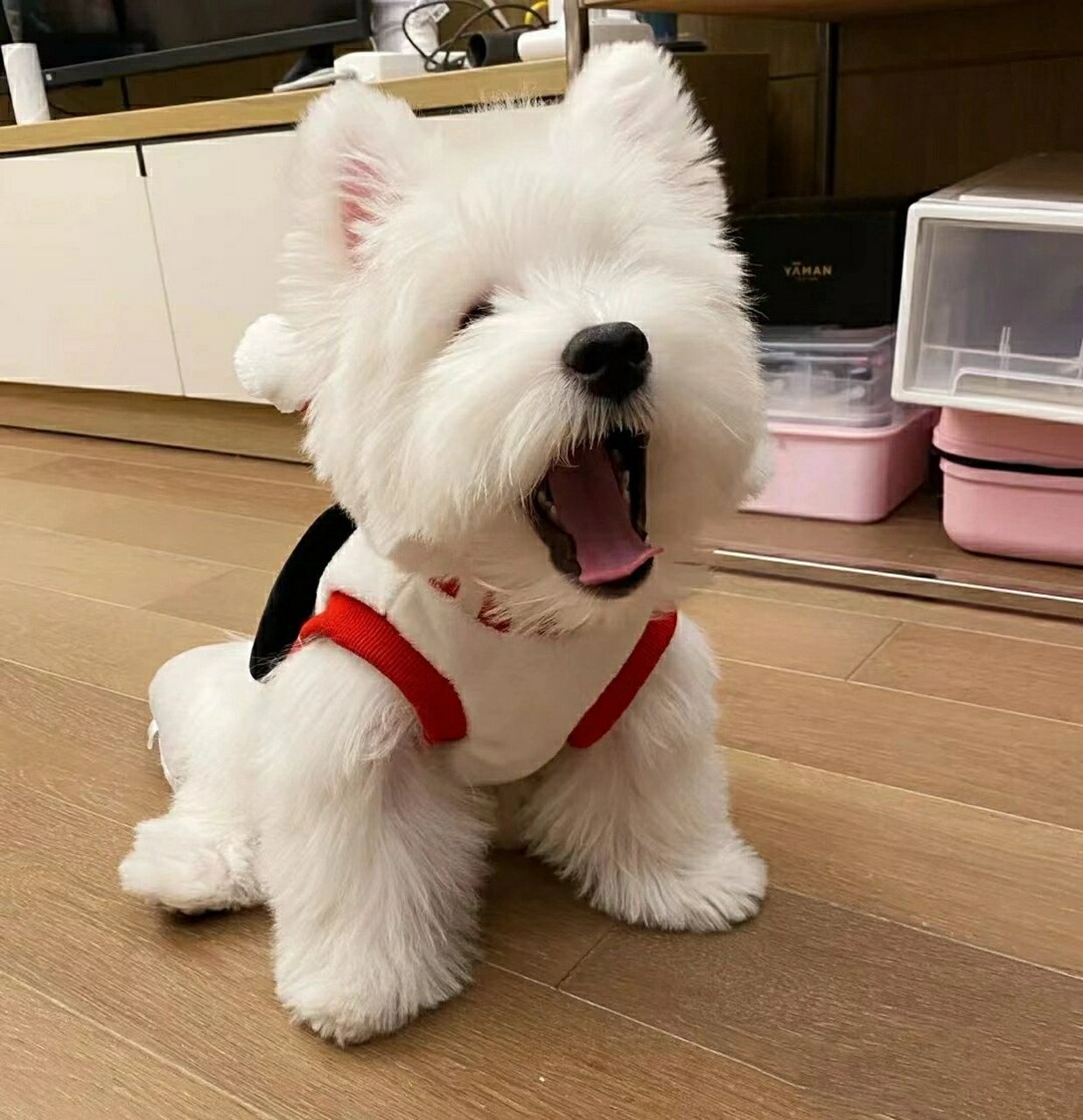 赛级西高地白梗cku犬舍幼犬双血统软毛刚毛活体小型纯种西部高地