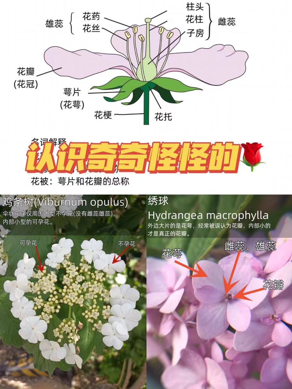 认识植物|花-1|花花的秘密你了解多少 图二为单花标配,雌蕊,雄蕊,花瓣