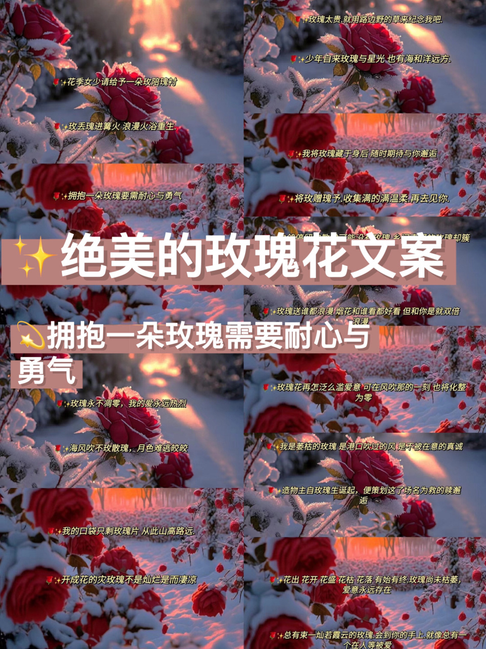 玫瑰花文案|95玫瑰永不凋零,我的爱永远 9578拥抱一朵玫瑰需要