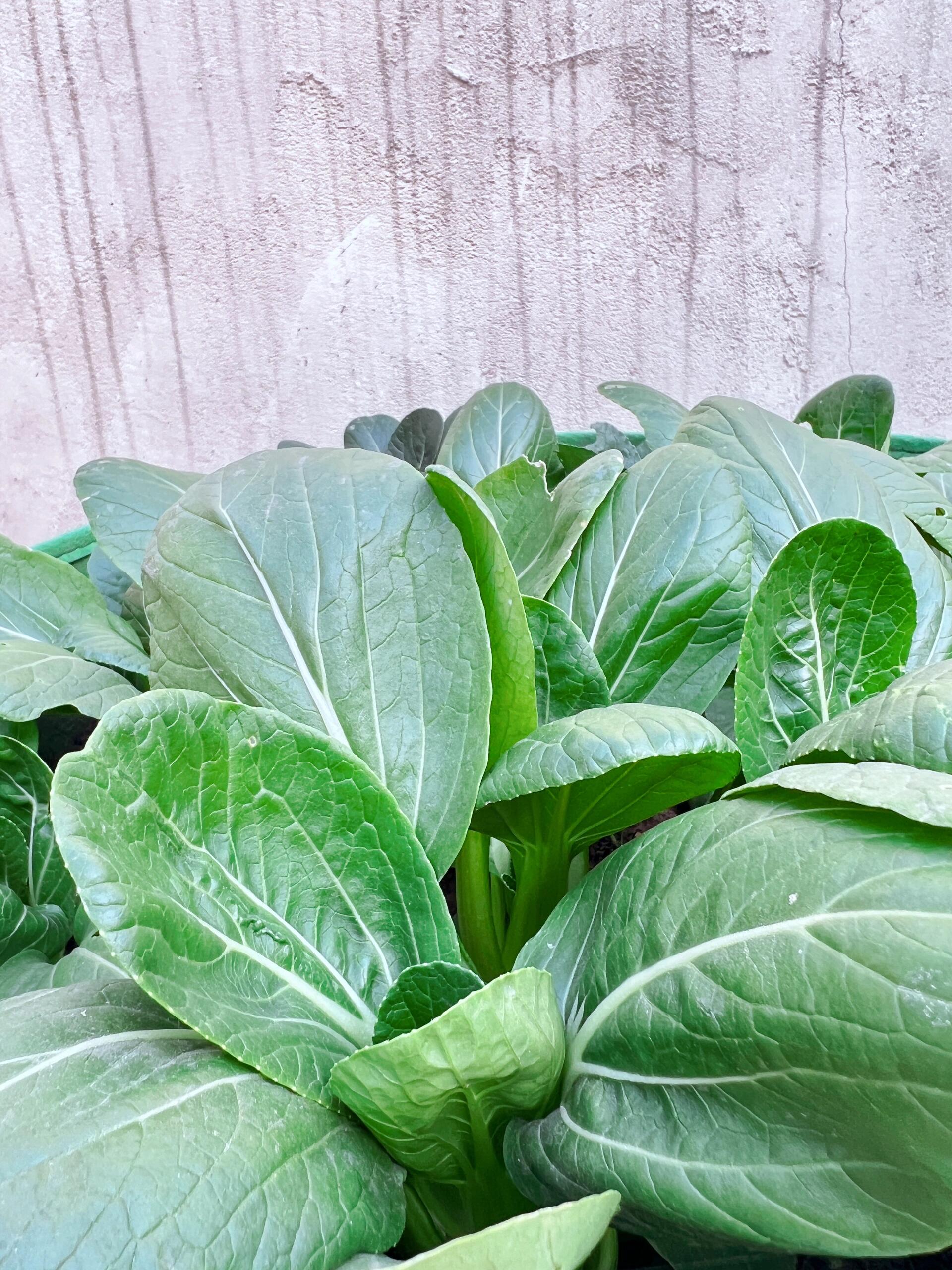 鸡毛菜愣是长成了大青菜 国庆节播种的鸡毛菜