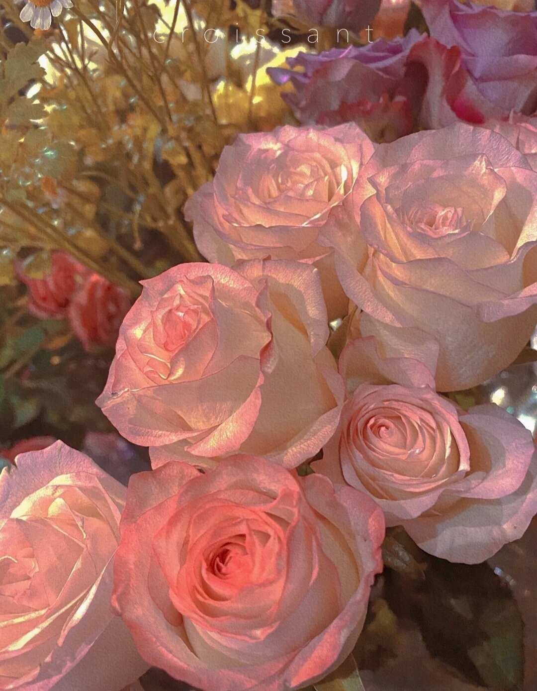 花朵甜美朦胧感小清新手机qq背景图片壁纸