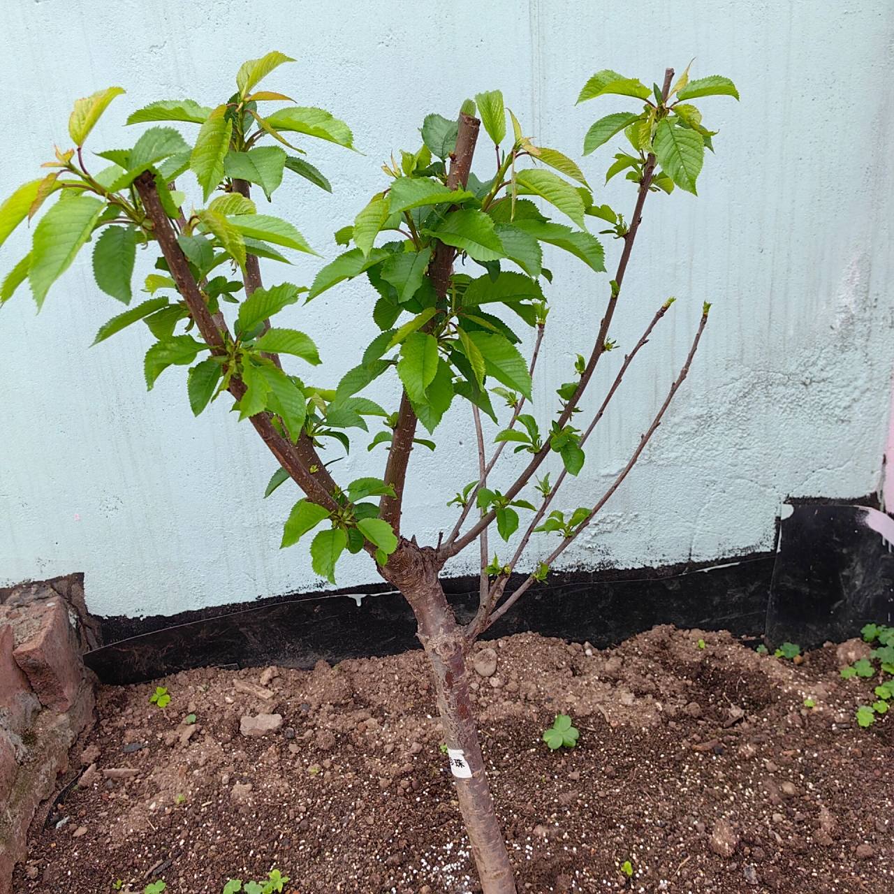 车厘子树 去年某宝买的两颗车厘子树苗,现在开始发芽长叶子了,请问这