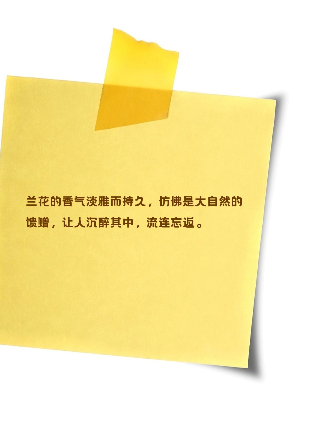 赞美兰花的美句