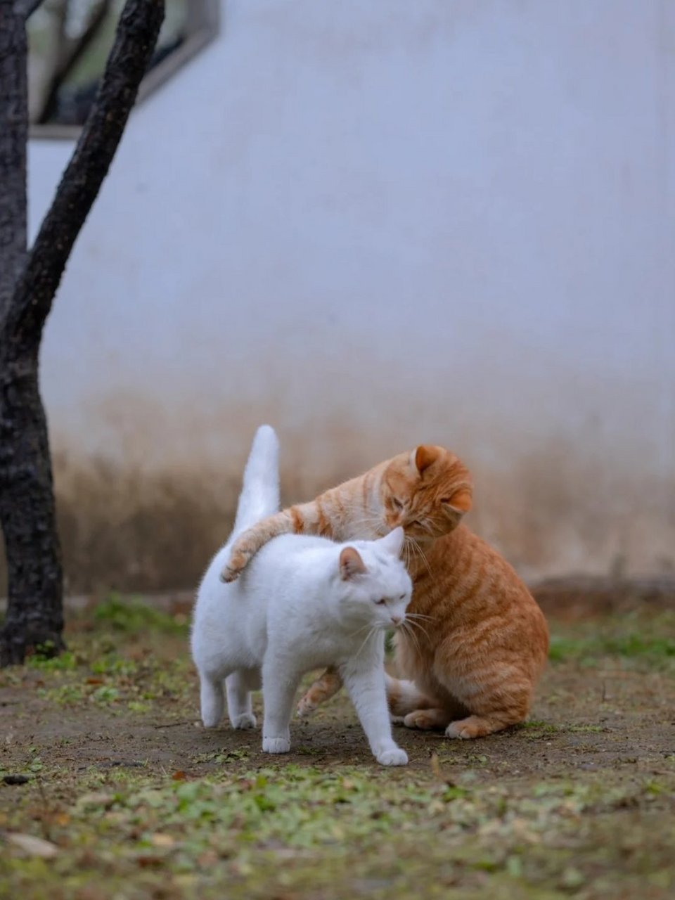 两个小猫量腰围图片图片