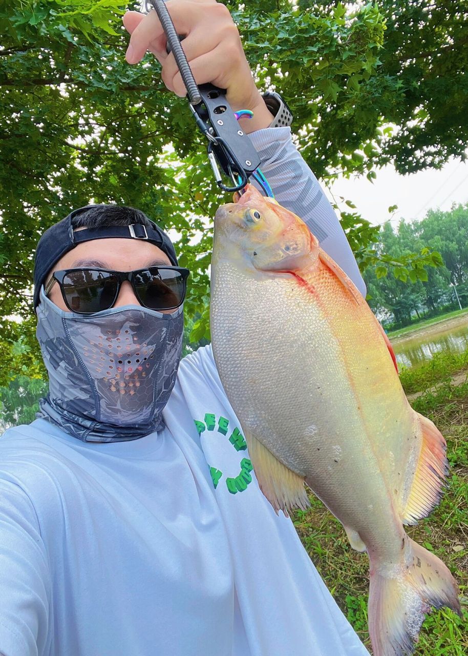 路亚入门指南| 解锁淡水白鲳 今日解锁暴躁白鲳 好像是食人鱼近亲