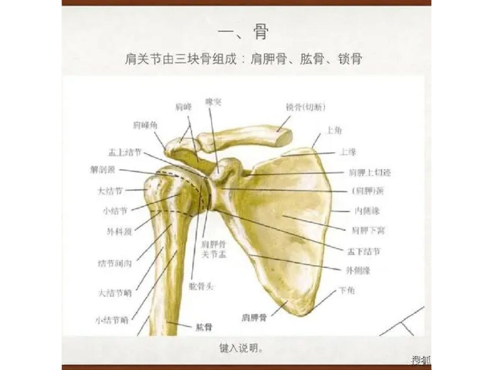 肩椎是哪个位置示意图图片