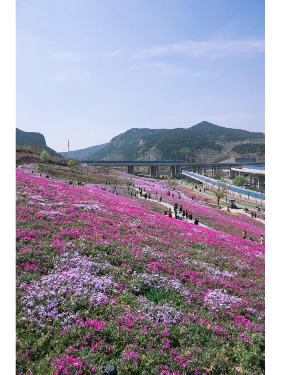 济南赏花指南|龙洞福禄考花海已经盛开 3月31日速报,龙洞的