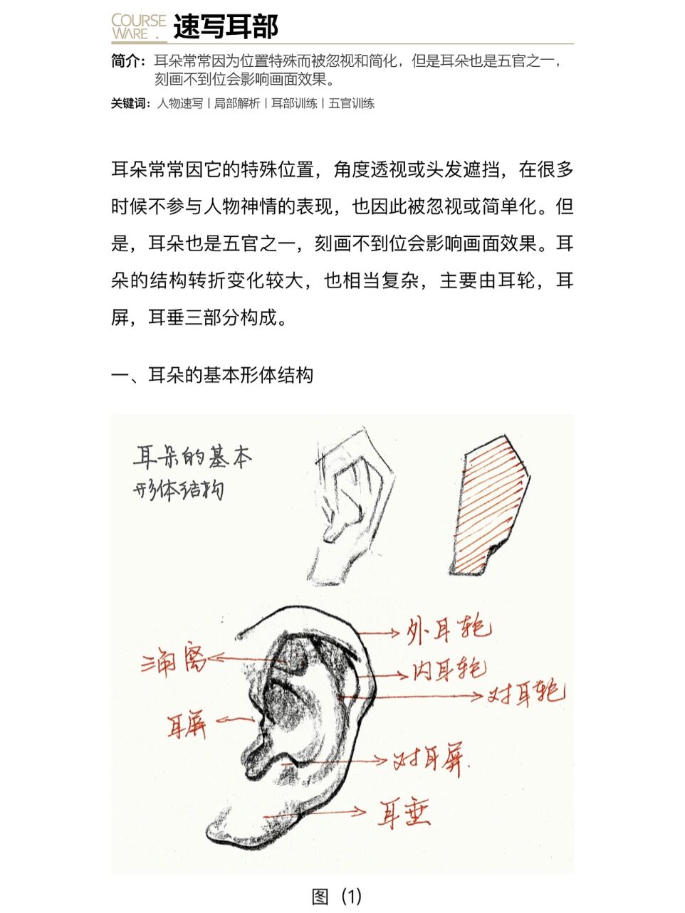 速写基础|耳朵(全