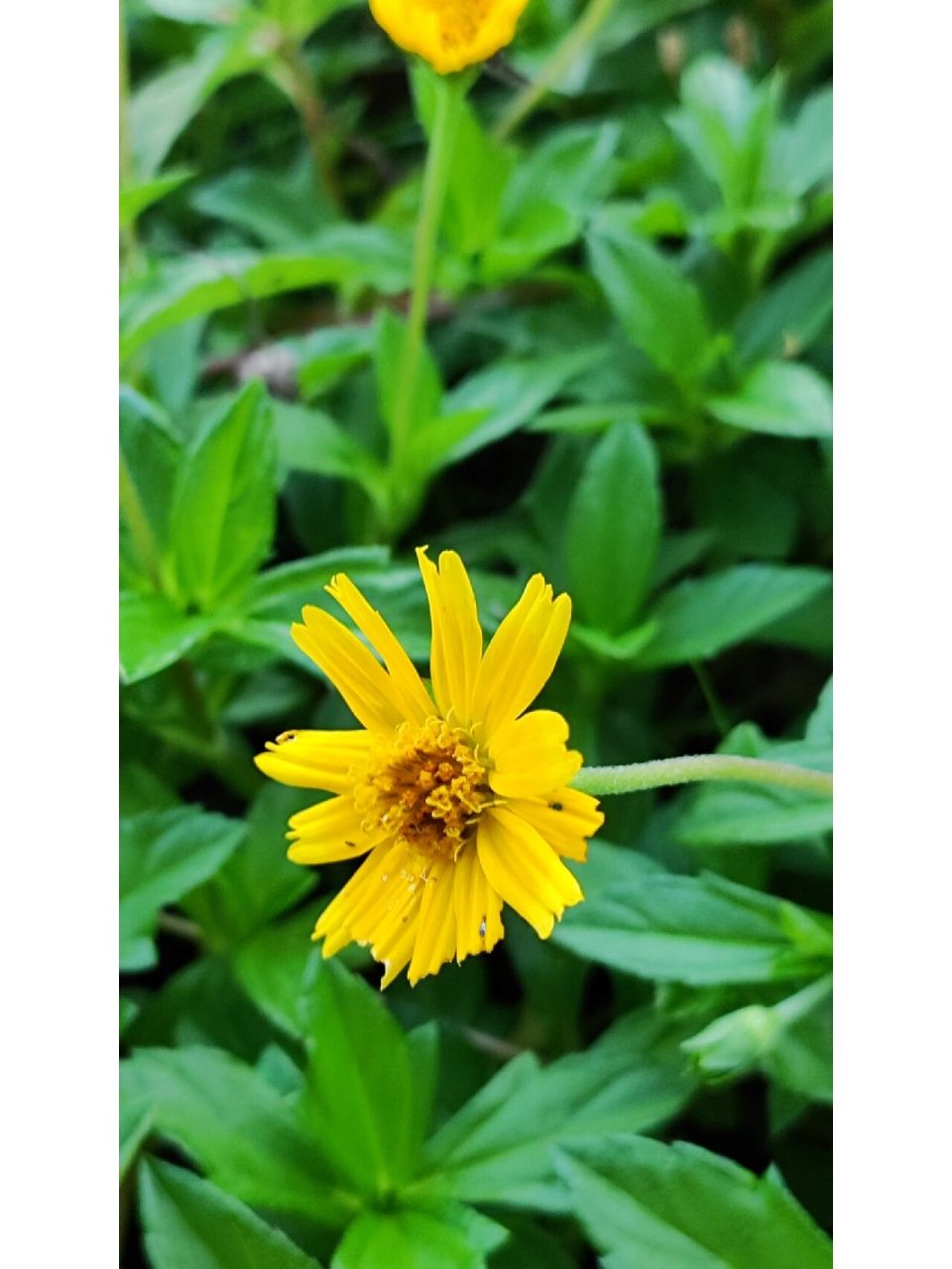 海南植物-南美蟛蜞菊 南美蟛蜞菊,据说是最霸道的植物之一.