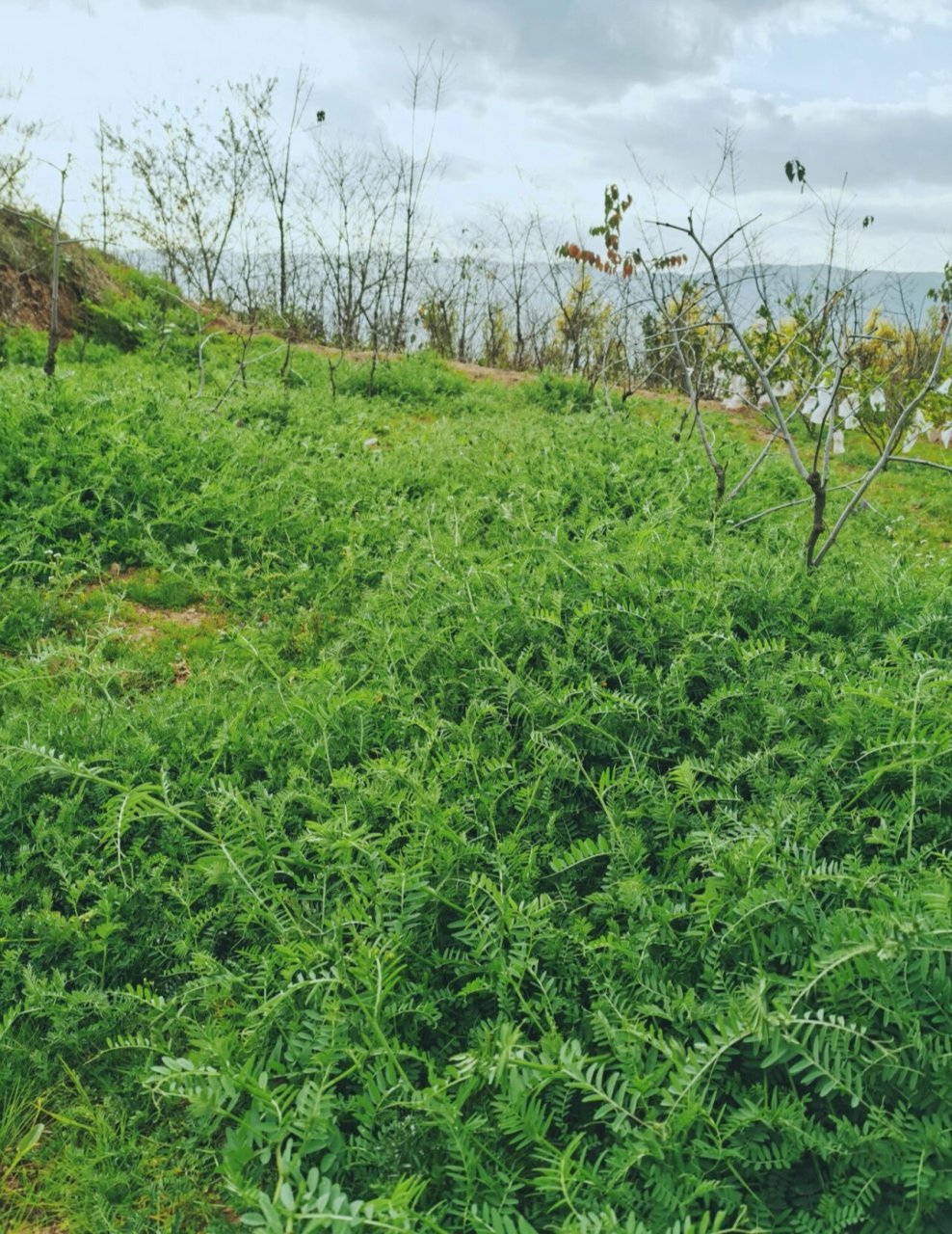 光叶紫花苕种植技术图片