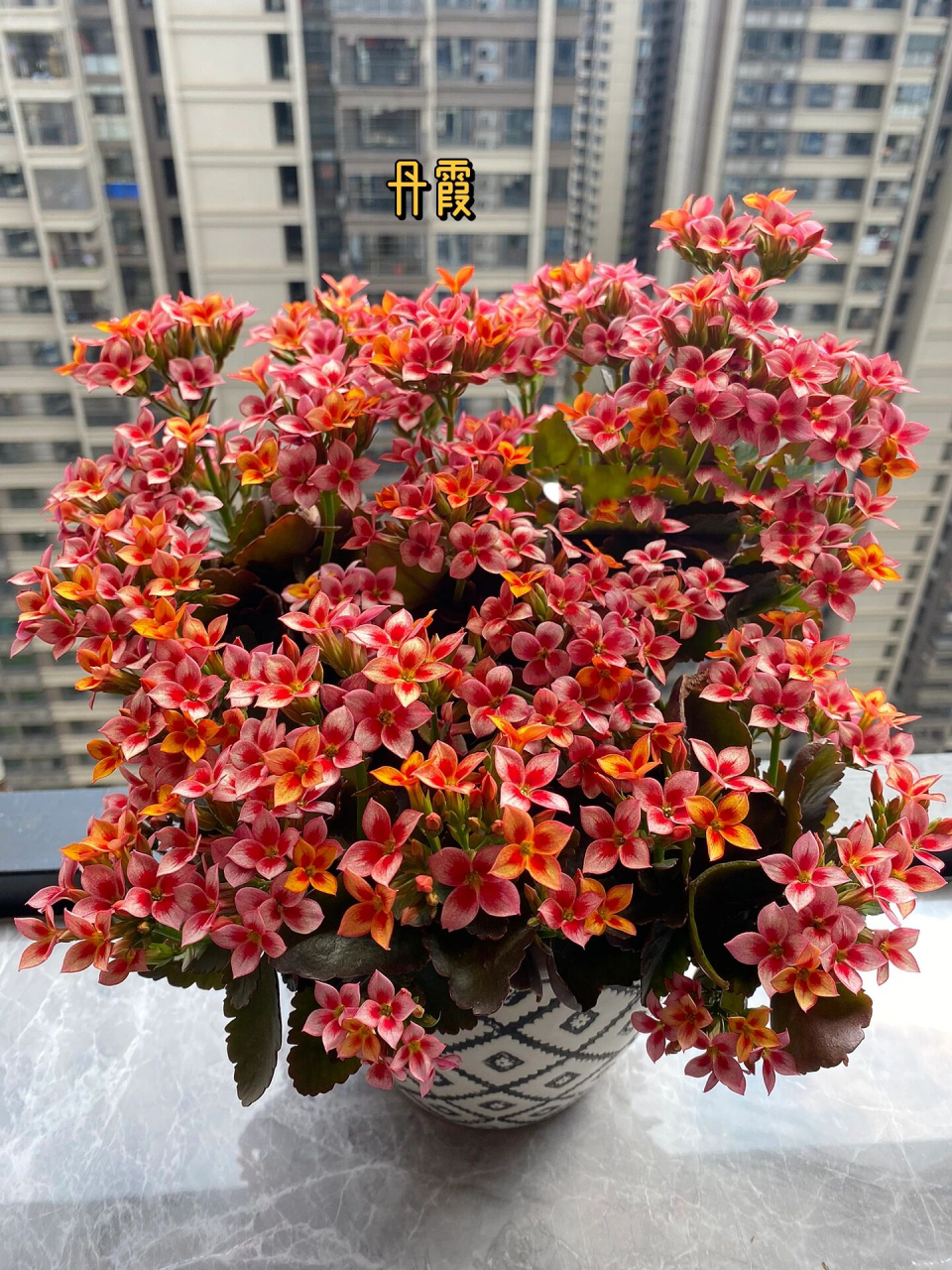 9图9品种,80个长寿花品种介绍与开花欣赏(4            长寿花盛花期