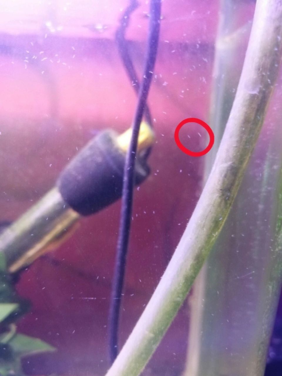 怎么彻底清理蛋白虫 1,全缸换水:想要彻底清理蛋白虫,一定要全缸换水.