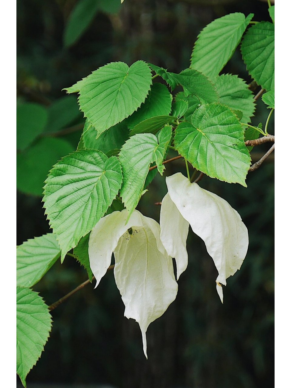国家植物园这棵,据称是我国境内地理位置最北的一棵珙桐.
