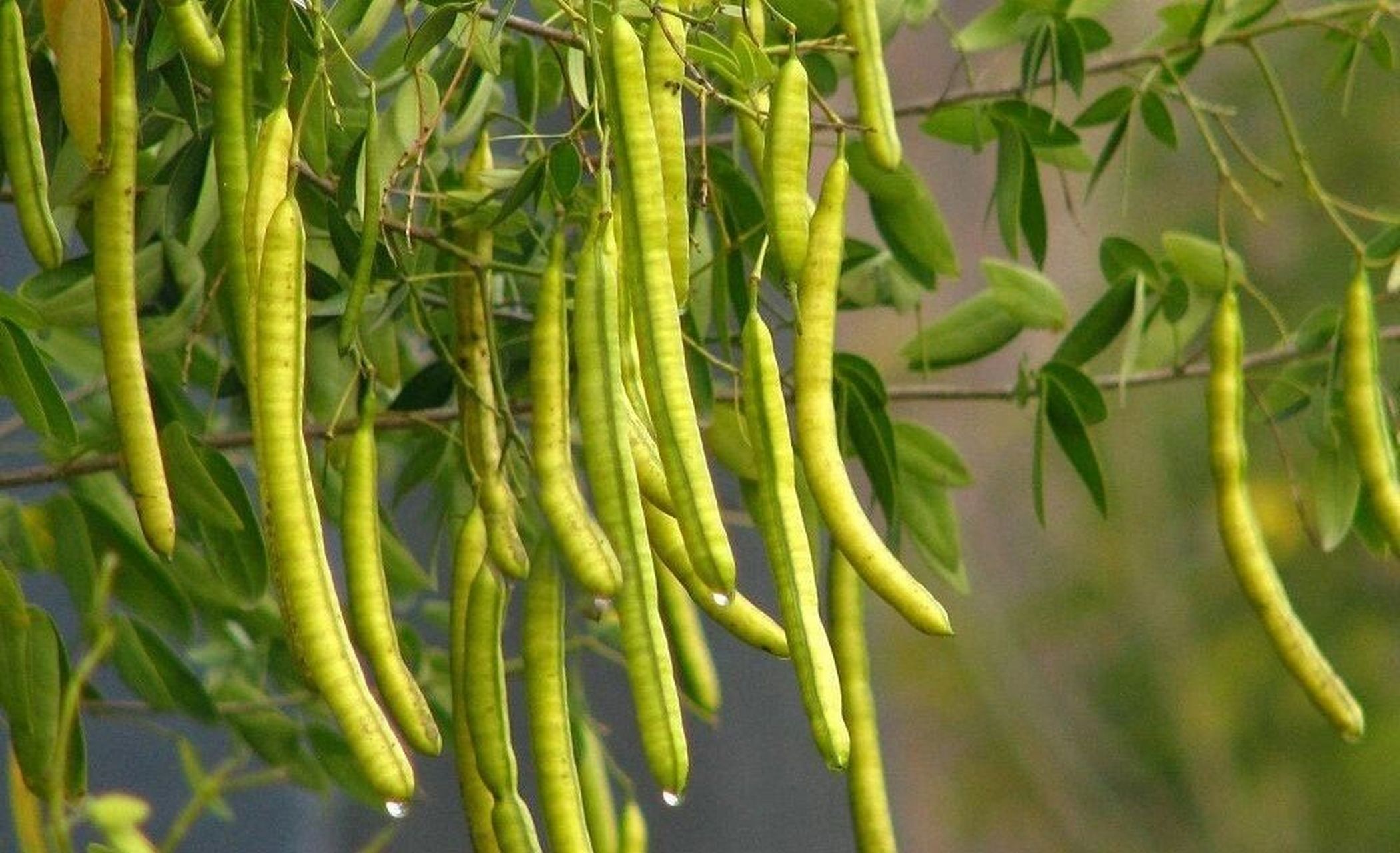 常见野外绿植—决明草 决明草学名决明, 又名草决明,假花生,假绿豆