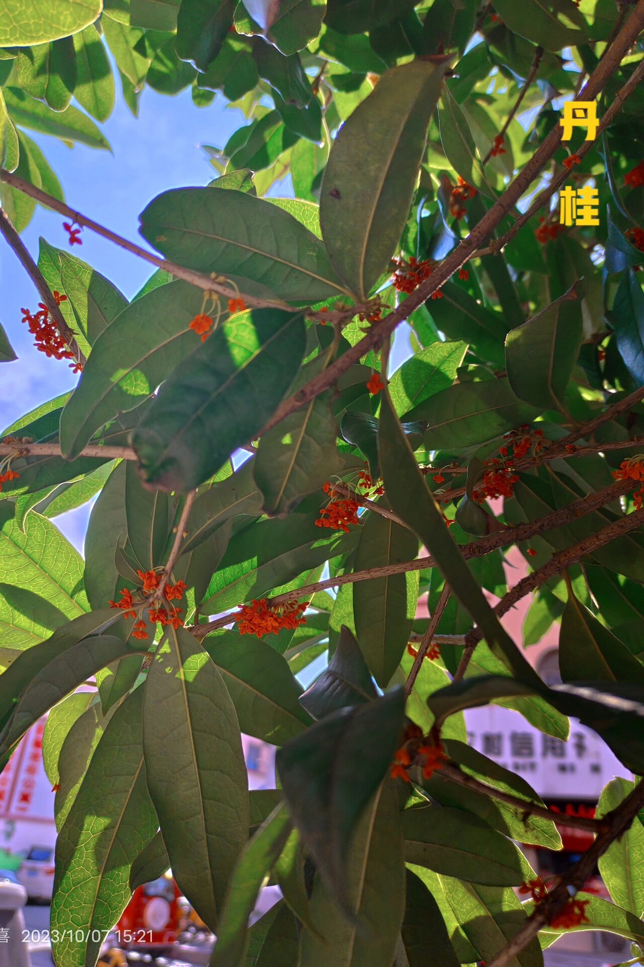 每天带你认识一种花22|木樨(桂花) 今日识花93桂花 桂花:学名木樨