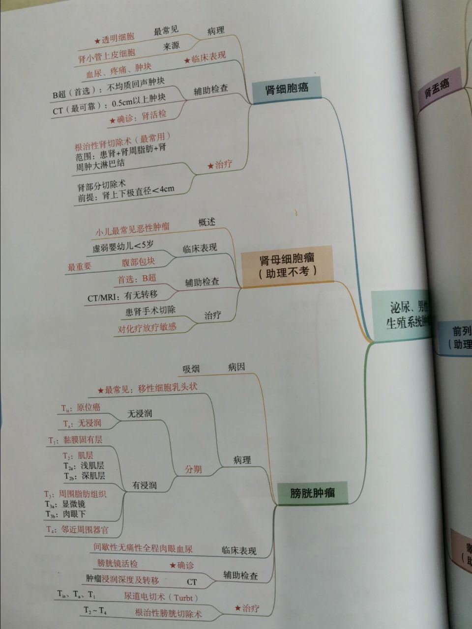 泌尿系统思维导图七下图片