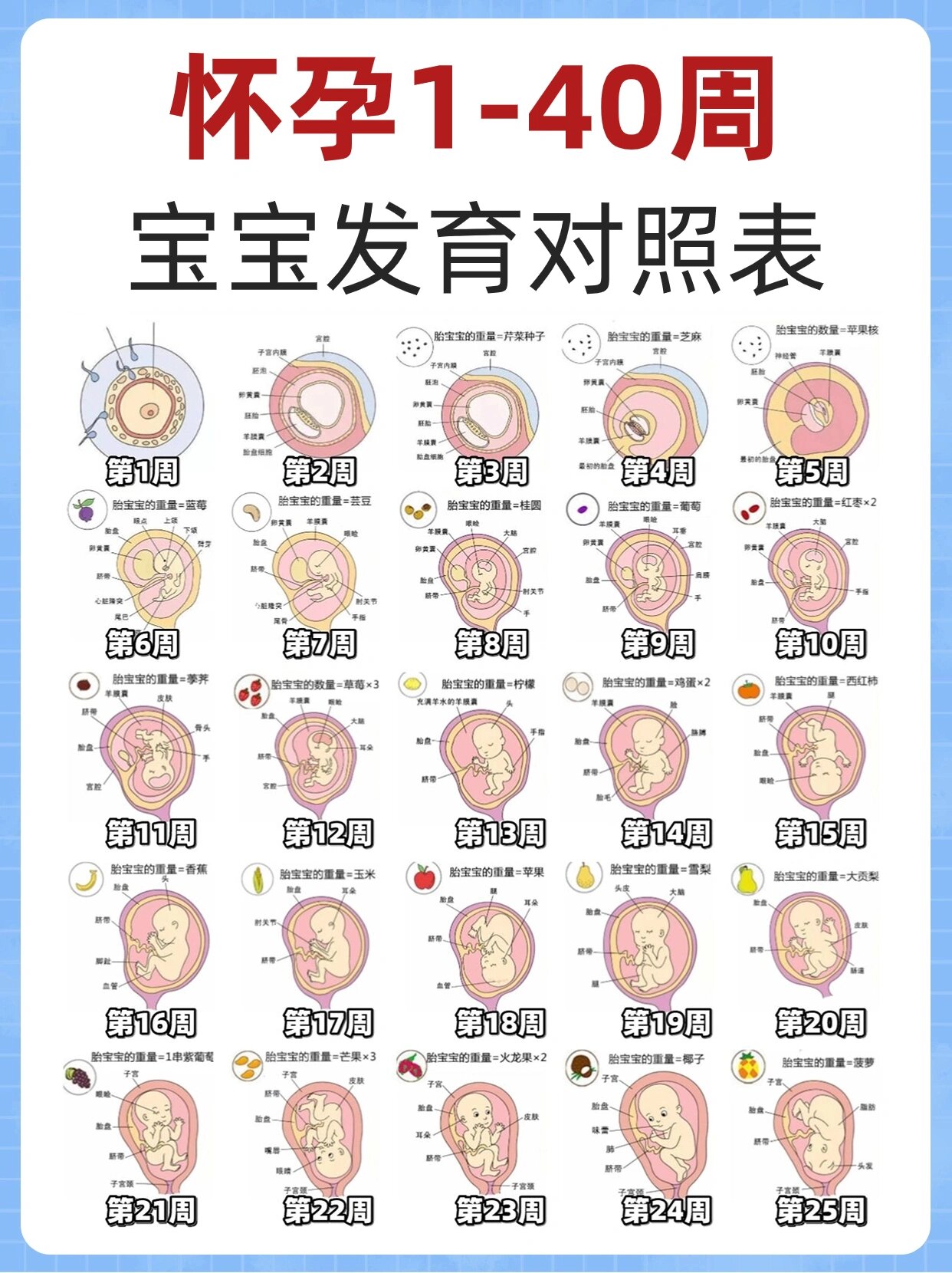 1-40周胎儿发育指标表