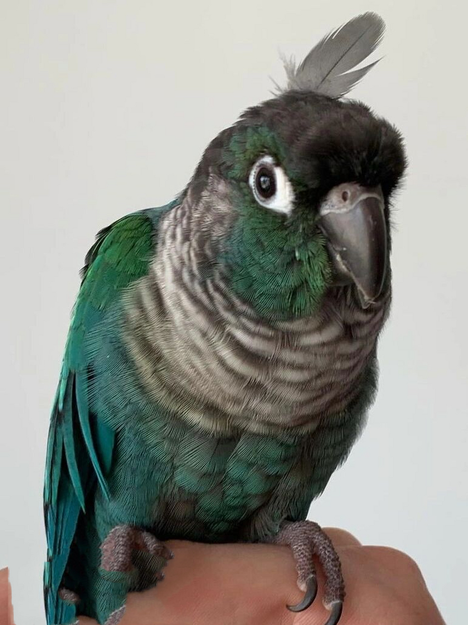 蓝化绿颊小太阳 细节图分享