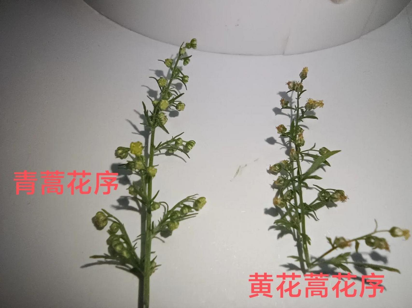 屠呦呦一辈子研究的青蒿素,是从中药材青蒿里提取的.