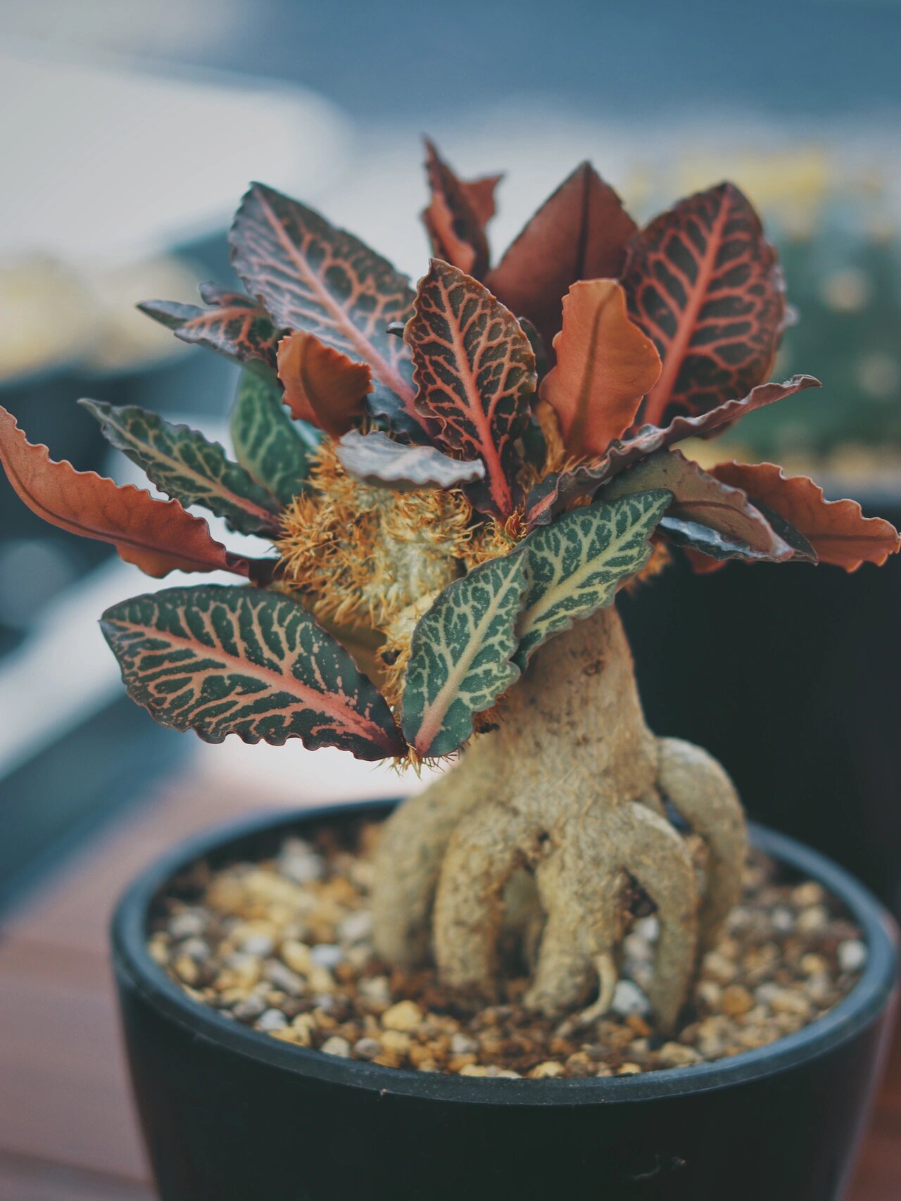 彩叶麒麟 euphorbia francoisii leandri -又名费朗科西大戟 明显的