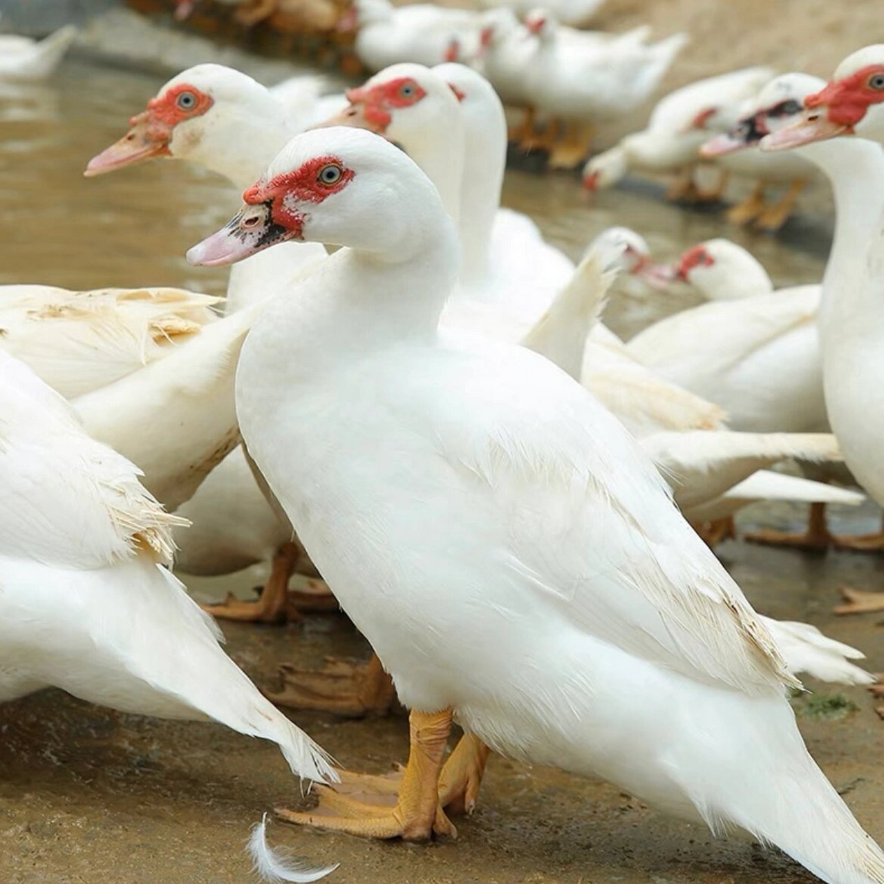 福清东张特产—土鸭 08福清大山里的美味,深山农村散养天然土鸭