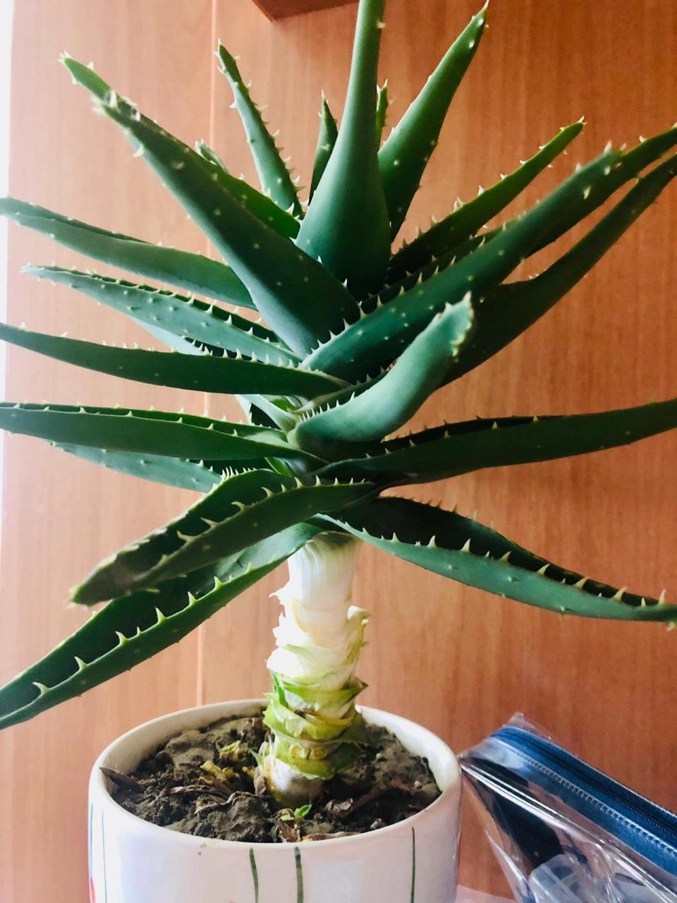 芦荟修剪 嗯…两三年了吧…… 突发奇想 该修剪了,不然它负担太重了