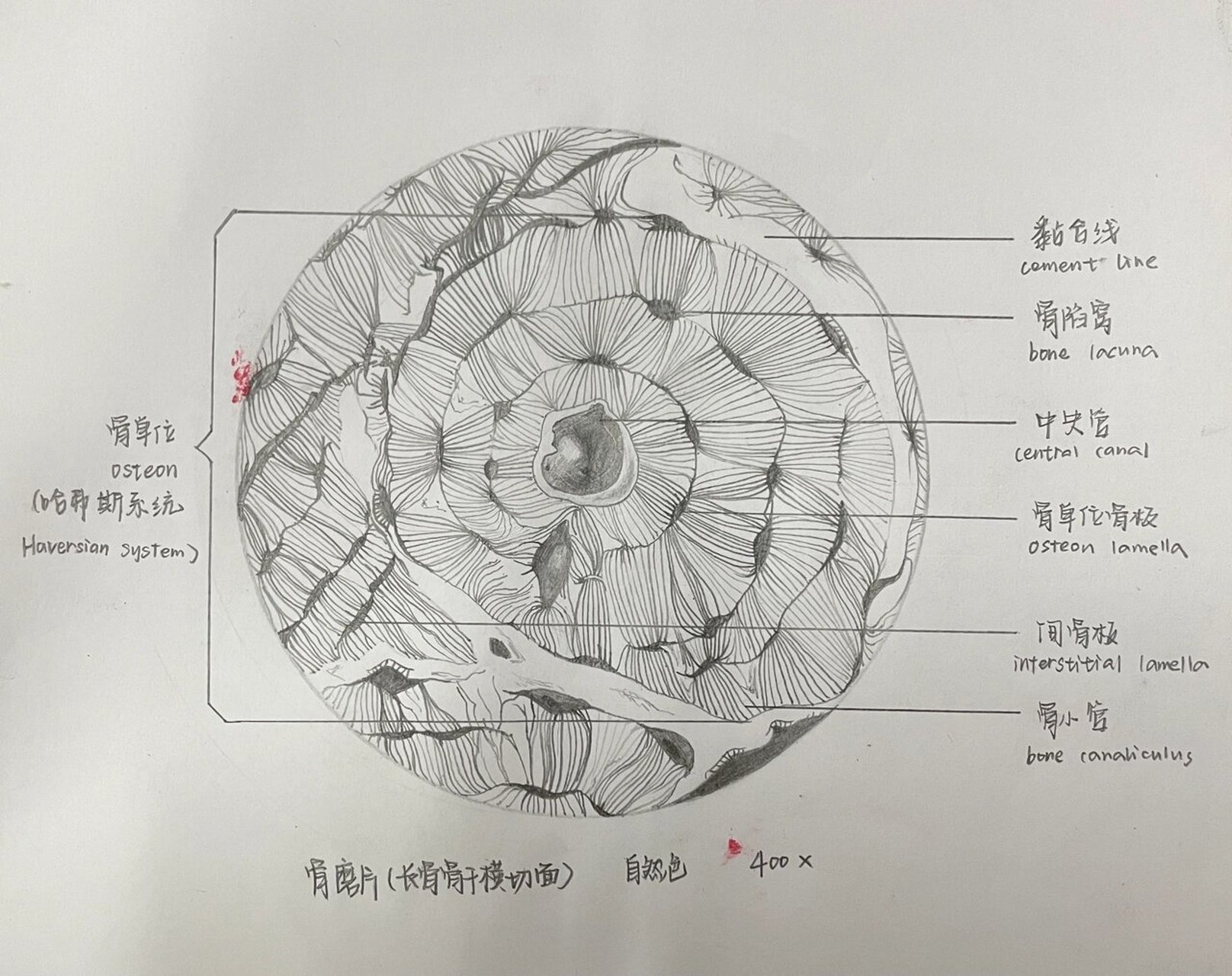 组胚绘图2