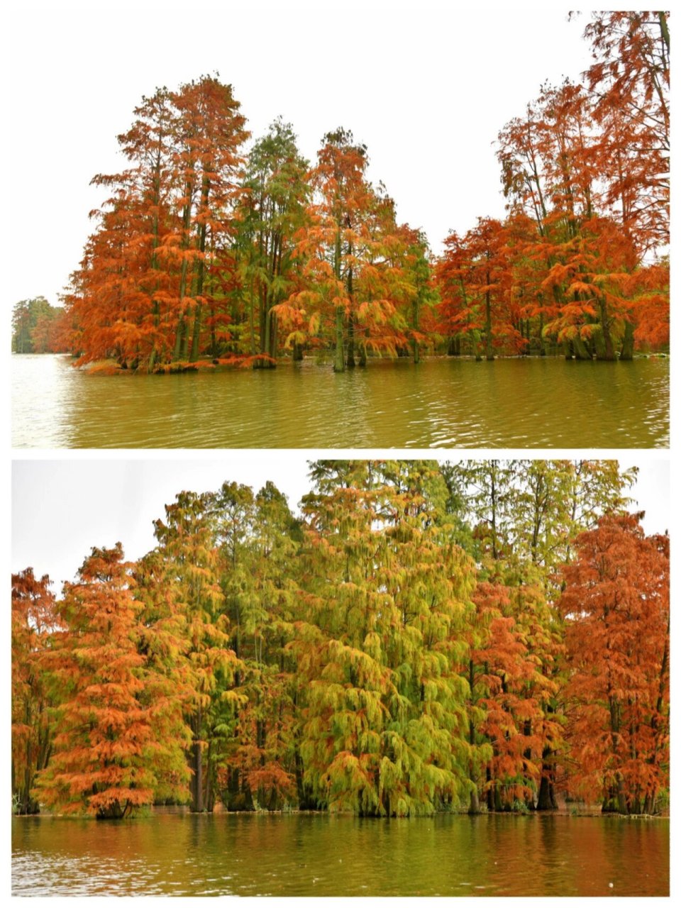 池杉湖湿地公园滁州图片