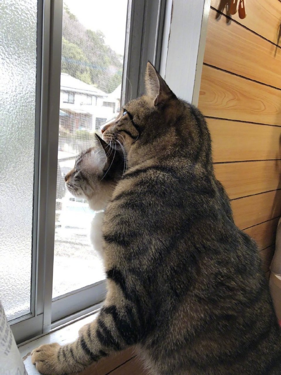 两只猫咪一起看风景,体格较大的那只把头靠在了体格较小的那只身上!