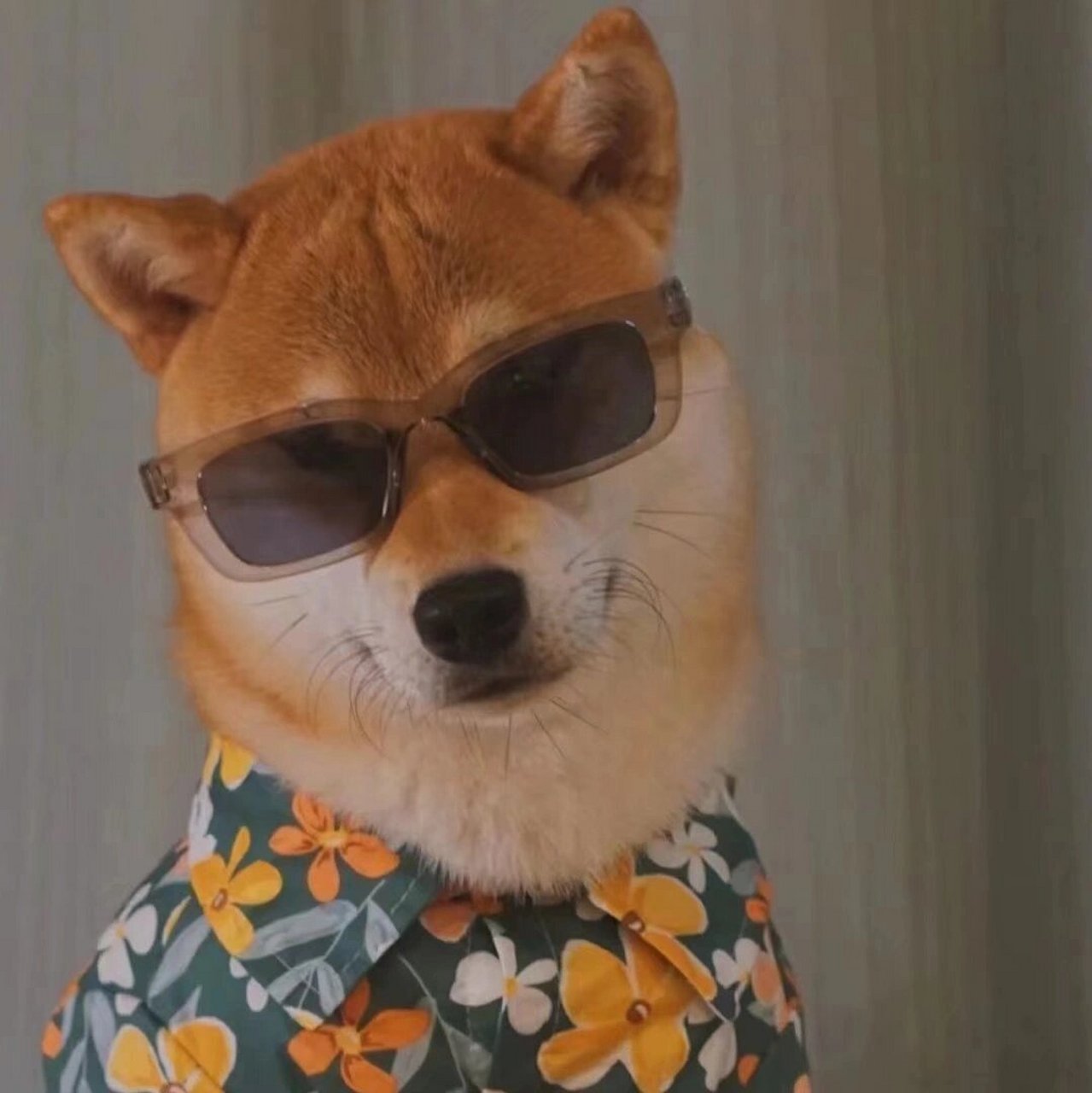 11.12男生动物头像(2)     点赞关注后77主页粉丝群自取