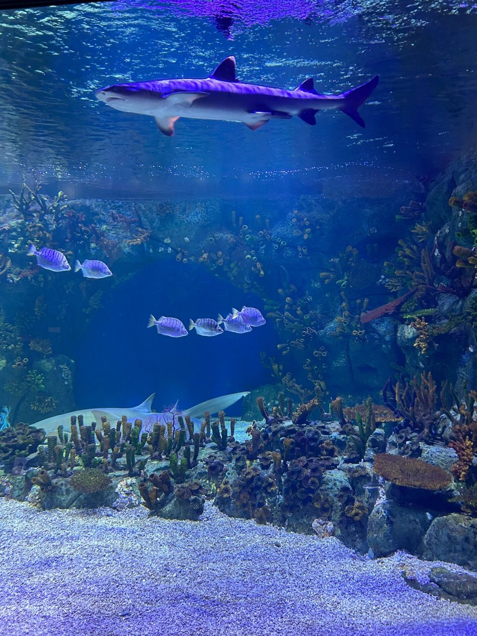 北海 | 海底世界🦈这一秒只想在海里沉溺 📍:北海市海城区海底