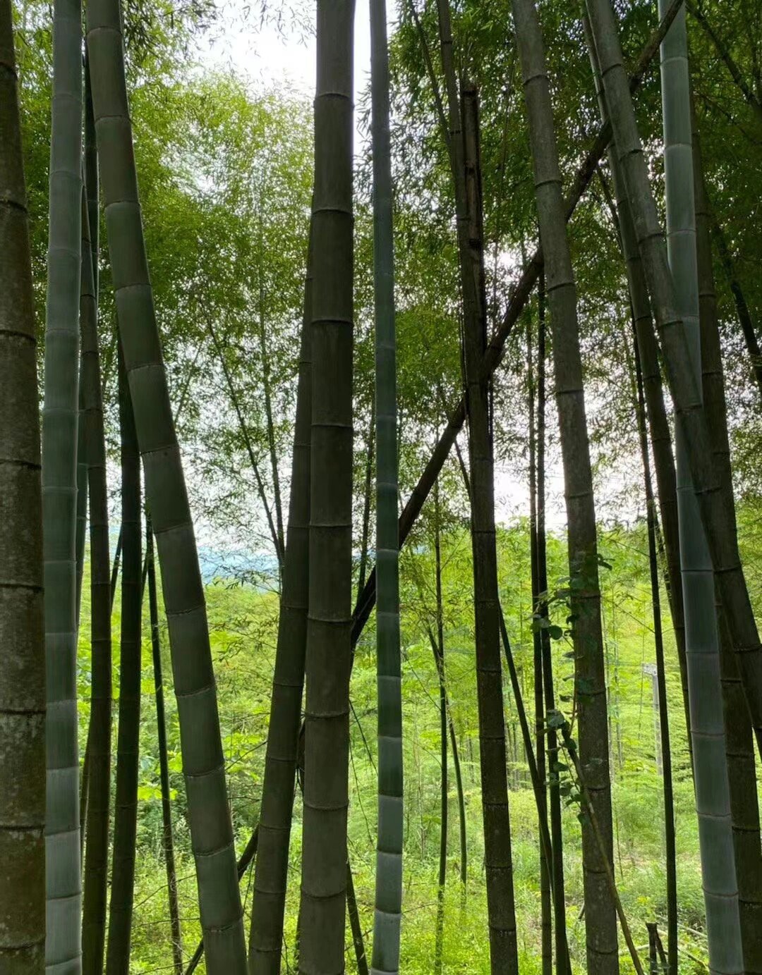 下面,霖西府为你整理楠竹的用途有哪些 1,楠竹地板由于楠竹本身体粗