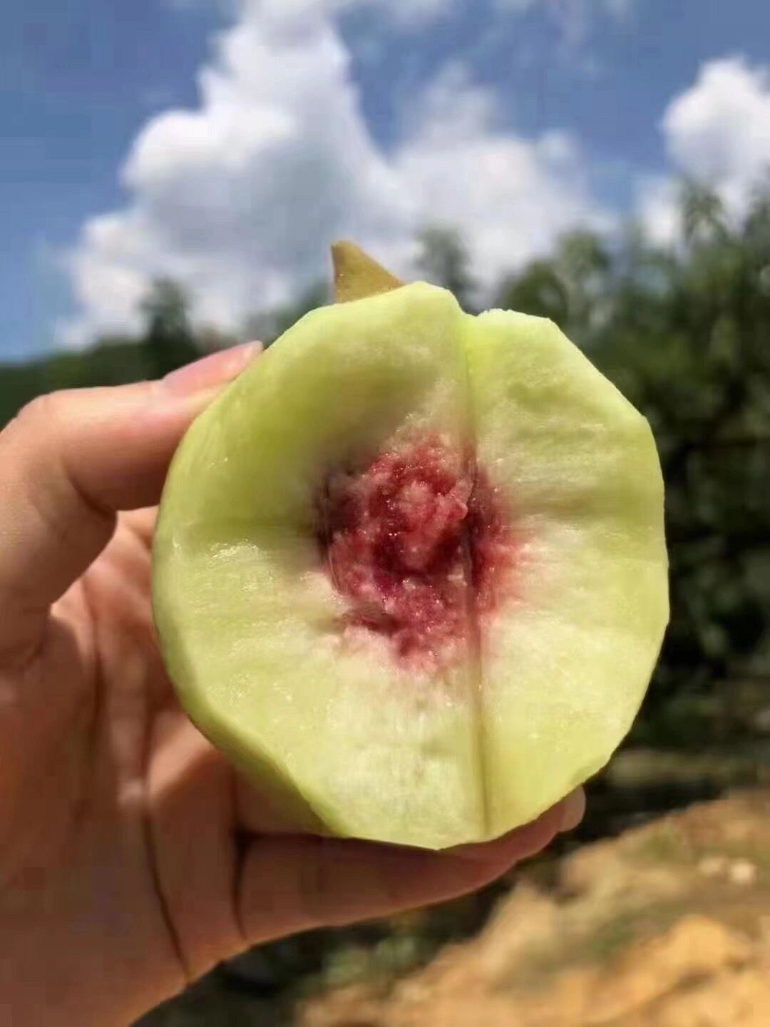 老广心中排名第一的桃子,正宗连平鹰嘴桃