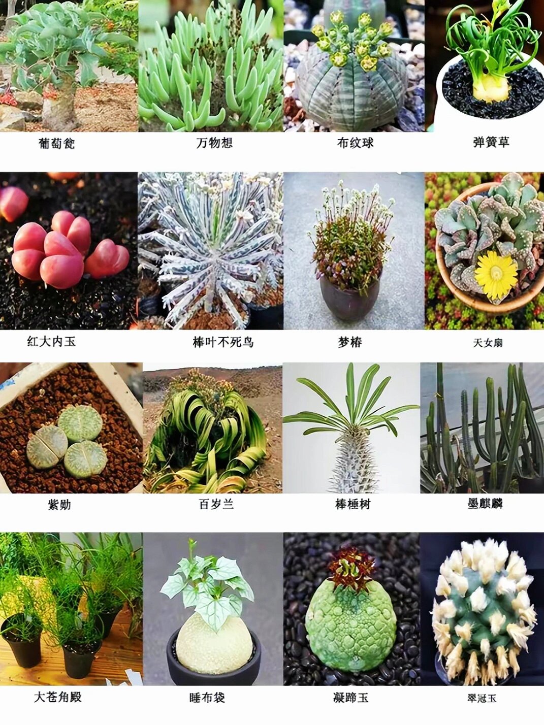 常见多肉植物图谱合集
