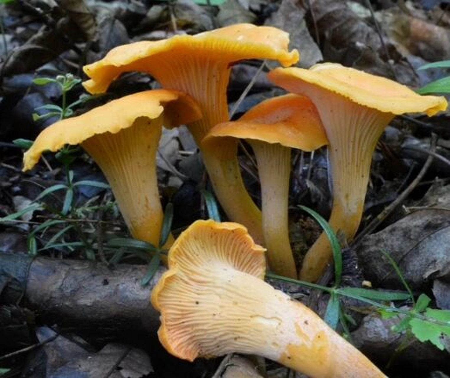 武陵山珍～科普|野生菌 鸡油菌 这种既好看又好吃的野蘑菇,学名叫