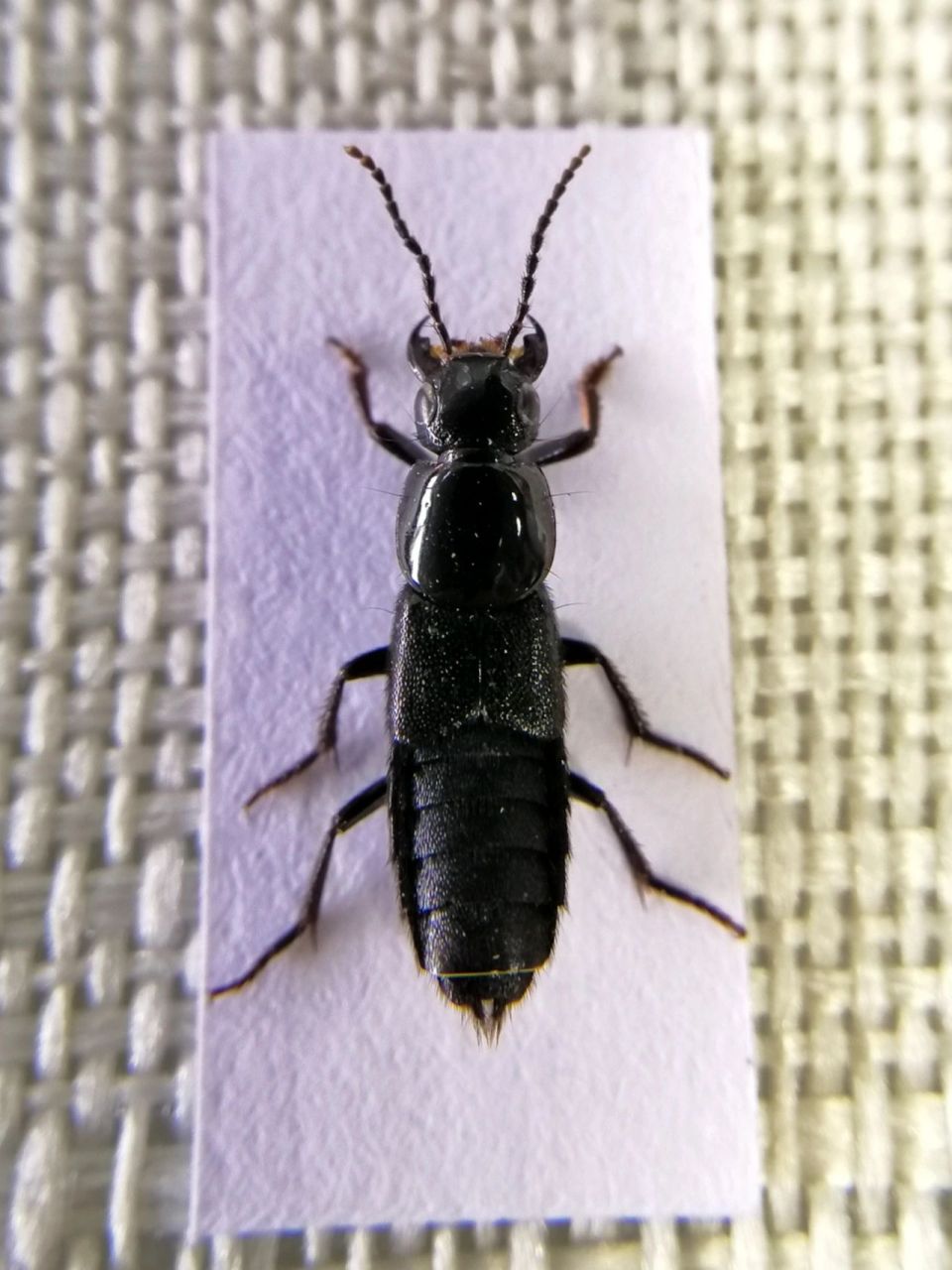 黑酷隐翅虫(恐虫慎入) 普通隐翅虫,自己爬进车,肚子饿三天,标本来留存