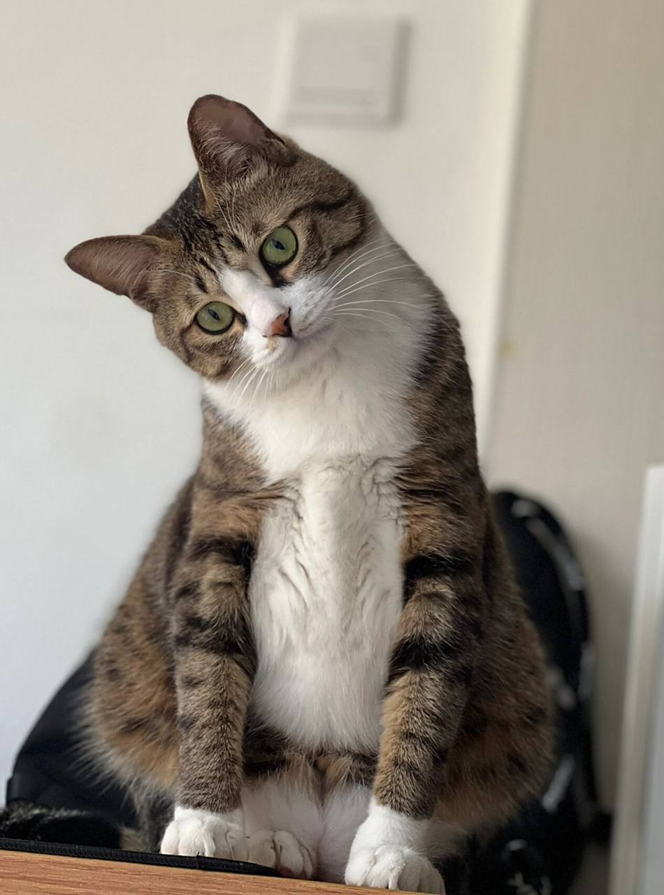 白手套狸花猫 它怎么又在卖萌了