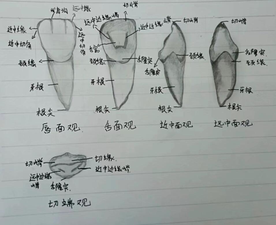 上颌中切牙素描画法图片