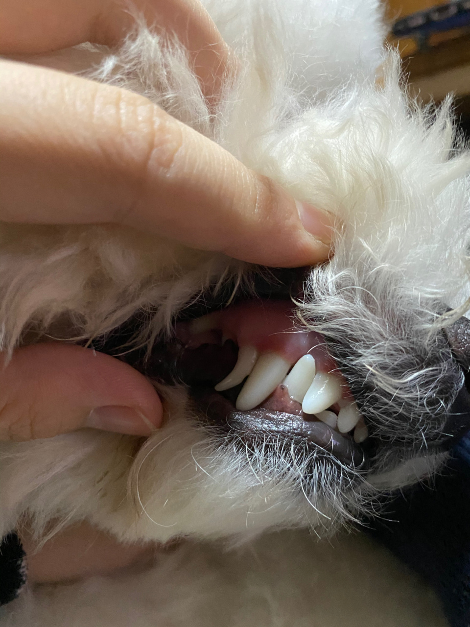 比熊双排牙怎么办 团子95♂,8月龄.