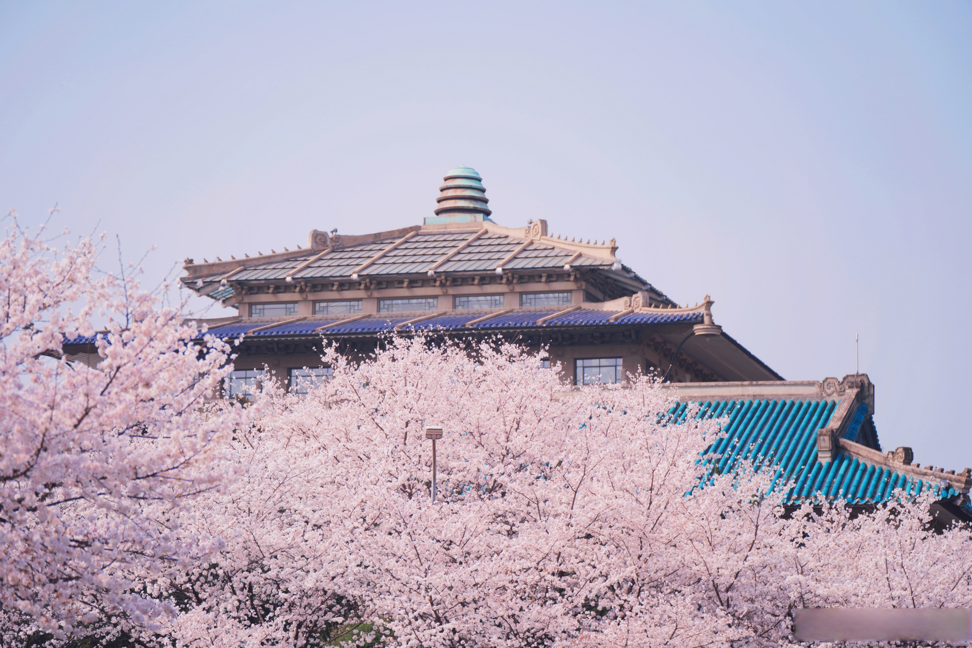 武汉大学130周年校庆# 东湖之滨,珞珈山上 巍巍学府,作育英才 深耕