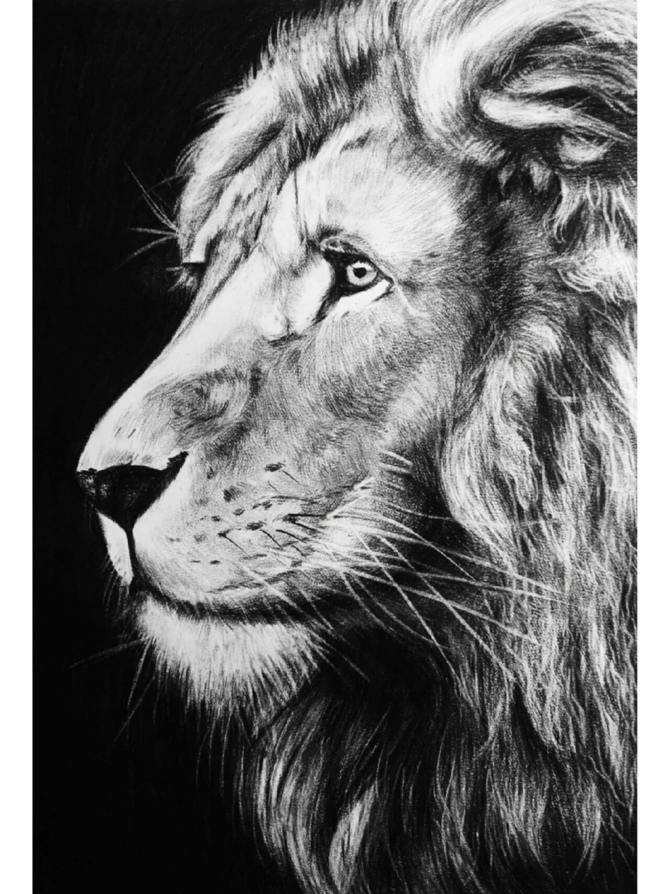 精微素描–狮子【带步骤图】 狮子03是一幅临摹作品,我们在画的时候