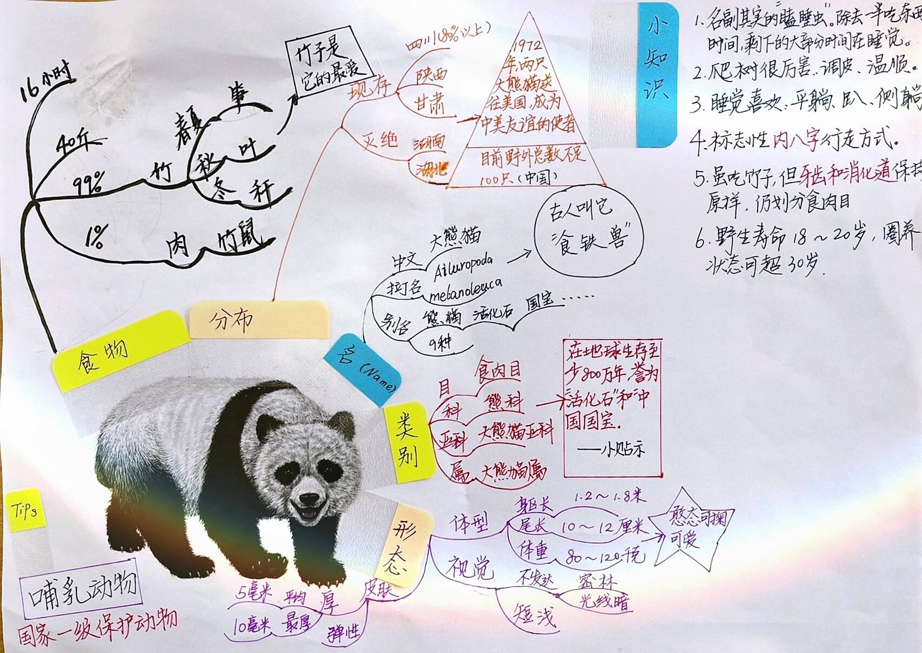 三年级大熊猫习作资料思维导图 三年级大熊猫习作资料思维导图!