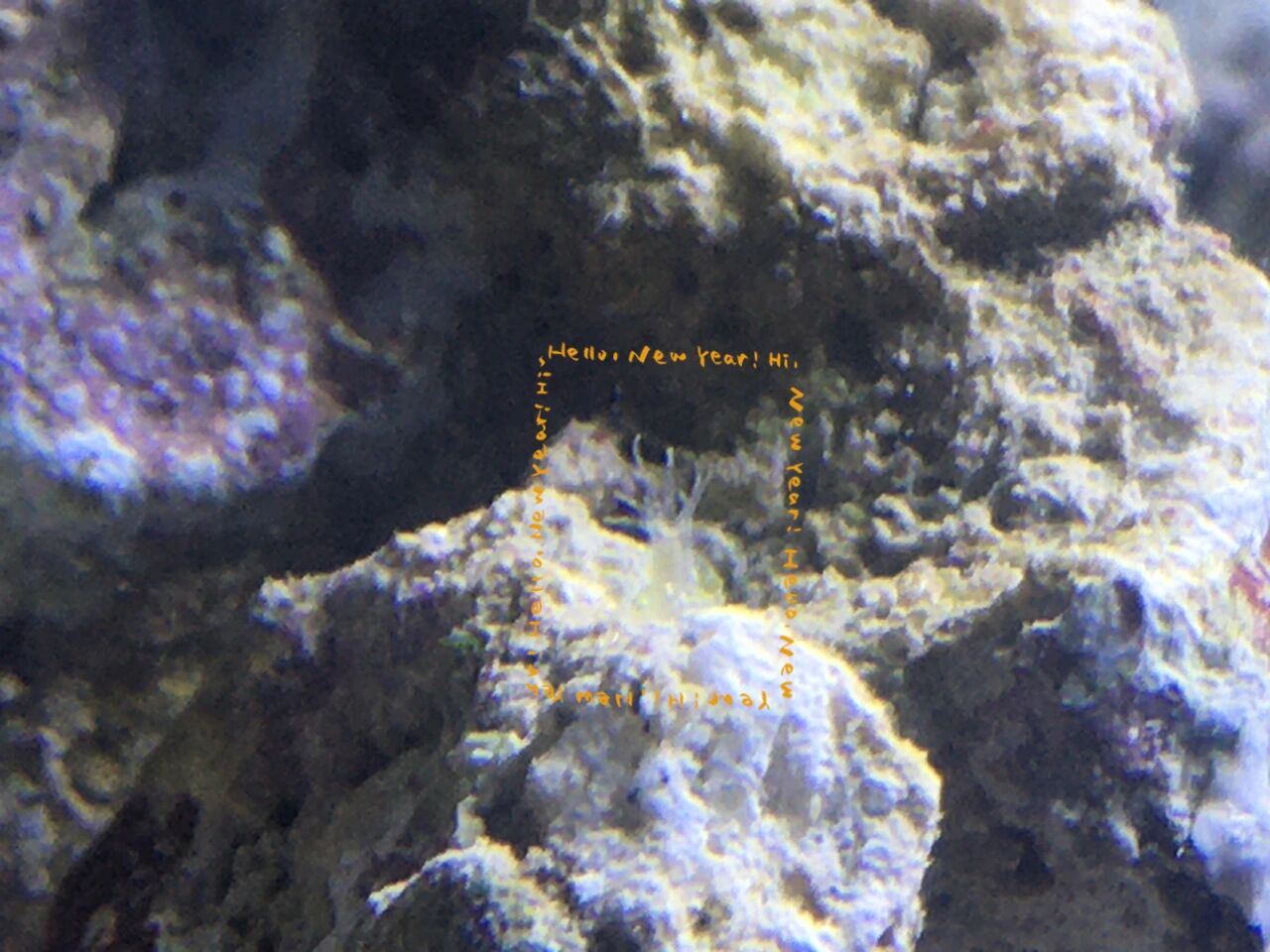 活石上的是垃圾葵还是管虫呀 活石爆藻中,今天发现一个这个,是垃圾葵